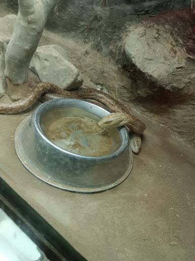 عکس تونل خزندگان