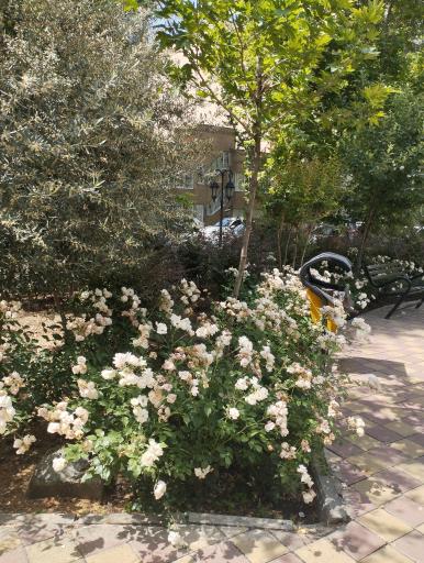 عکس میدان شهید مدنی