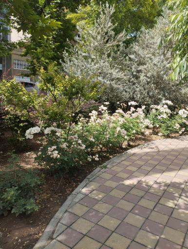 عکس میدان شهید مدنی