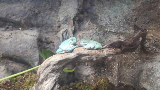 تونل خزندگان