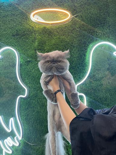 عکس کلینیک دامپزشکی فرشتگان 