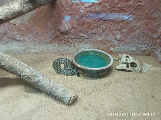 عکس تونل خزندگان