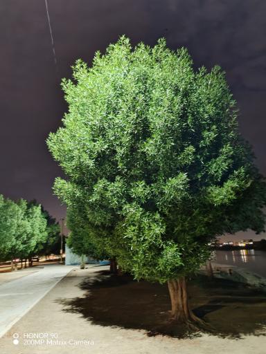 عکس پارک ساحلی بهمنشیر