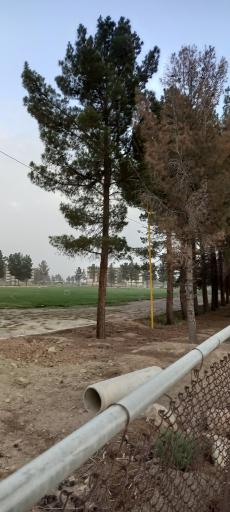 عکس مجموعه ورزشی شهید یزدخواستی