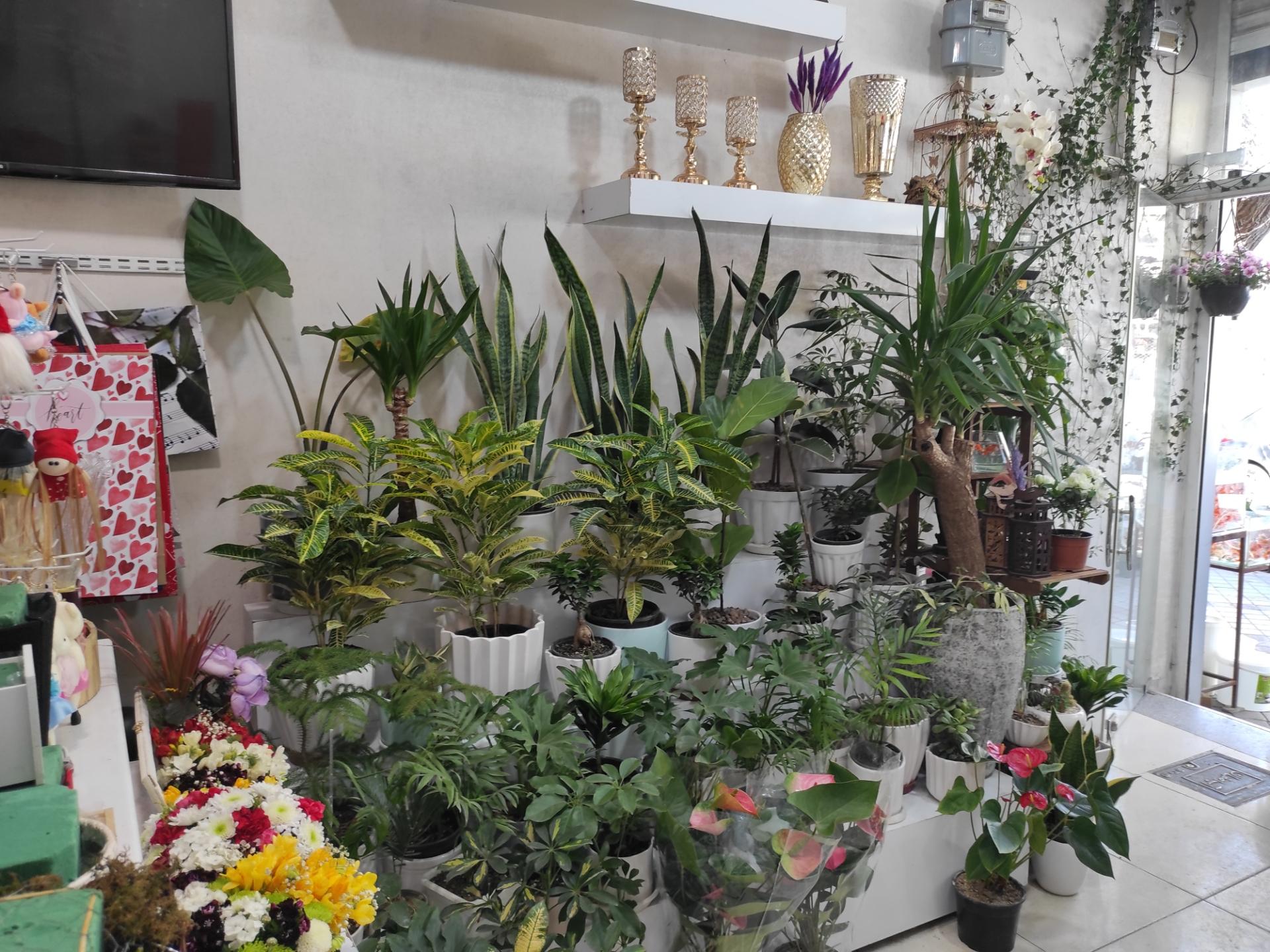 عکس گل تارخ