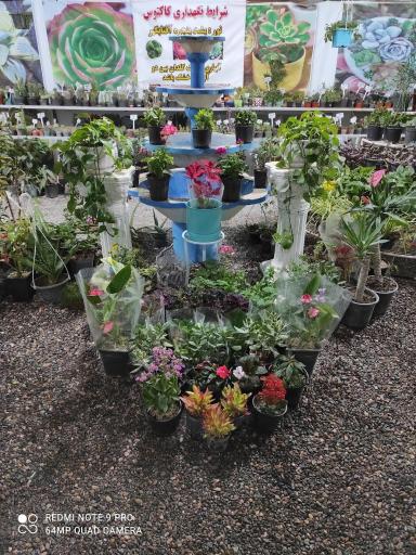 عکس گلسرای یاس