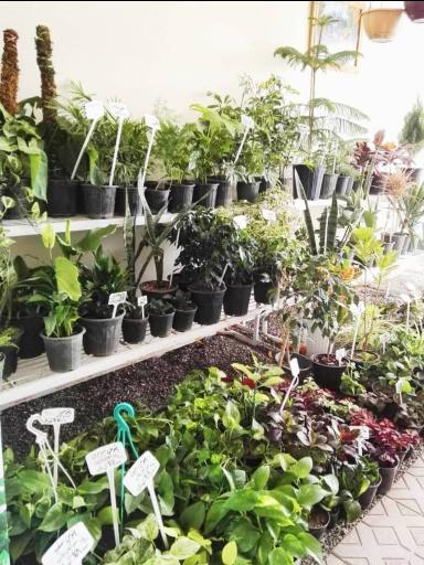 عکس گلسرای یاس