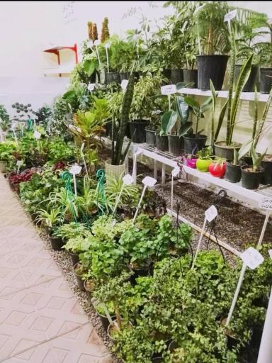 عکس گلسرای یاس