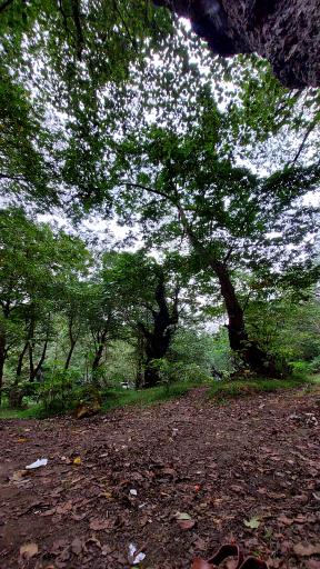 عکس جنگل سنگچال 