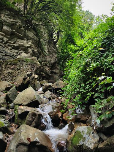 عکس جنگل سنگچال 