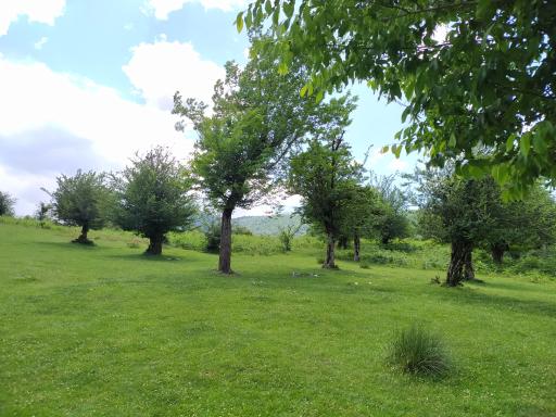 عکس جنگل سنگچال 