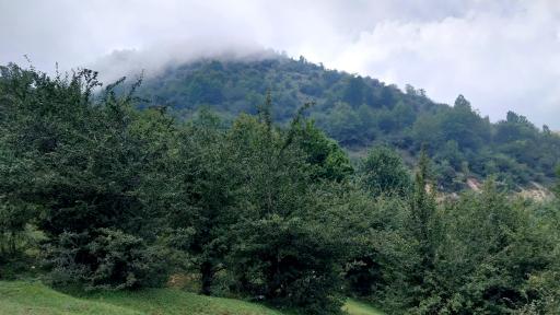 عکس جنگل سنگچال 