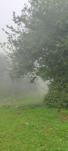 عکس جنگل سنگچال 