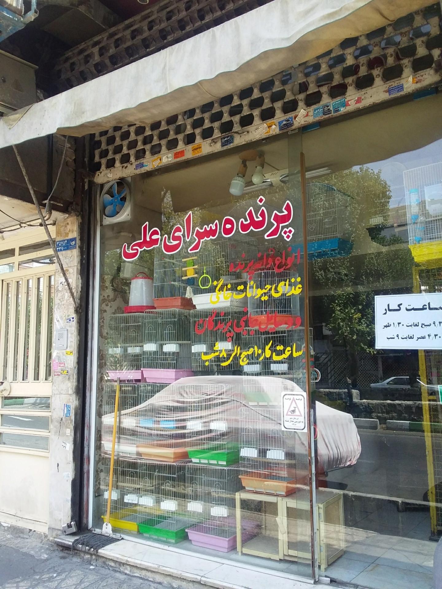 عکس پرنده سرای علی