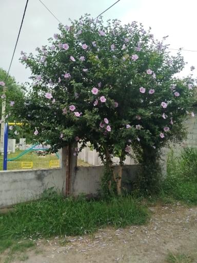 پارک محلی