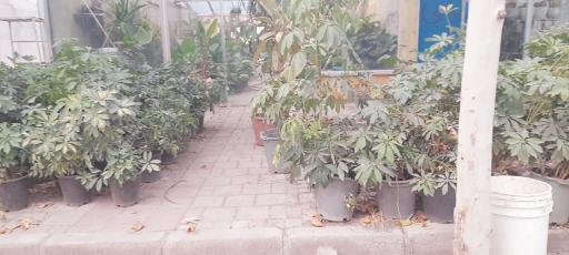 عکس دهکده گل ایرانیان