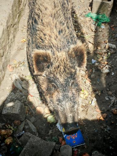 عکس باغ وحش بابلسر