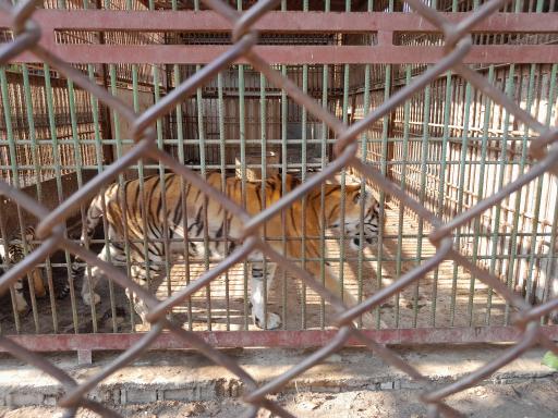 عکس باغ وحش بابلسر