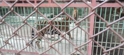 عکس باغ وحش بابلسر