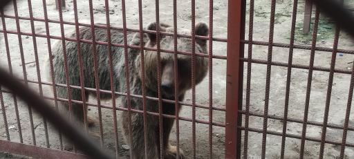 عکس باغ وحش بابلسر