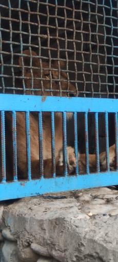 عکس باغ وحش بابلسر