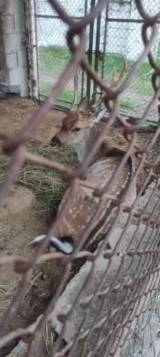 عکس باغ وحش بابلسر