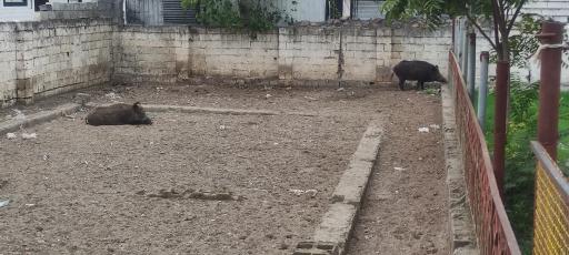 عکس باغ وحش بابلسر