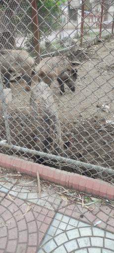 عکس باغ وحش بابلسر