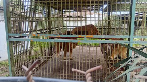 عکس باغ وحش بابلسر