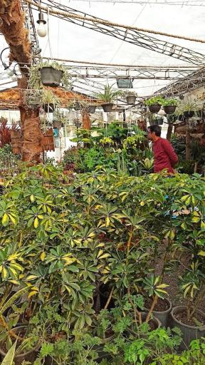 عکس کافه گل