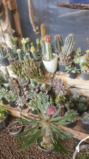 عکس کافه گل