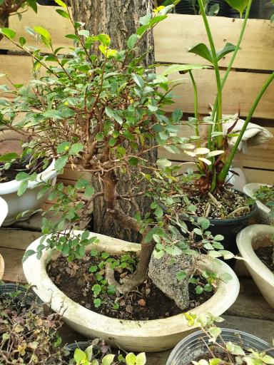 عکس کافه گل