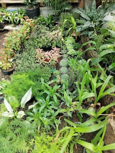 عکس کافه گل