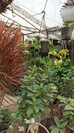 عکس کافه گل