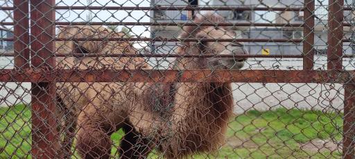 عکس باغ وحش بابلسر