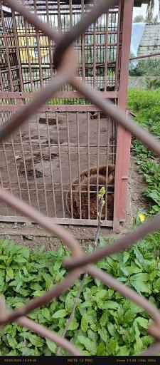 عکس باغ وحش بابلسر