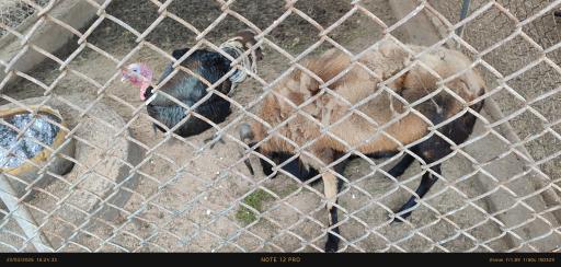 عکس باغ وحش بابلسر