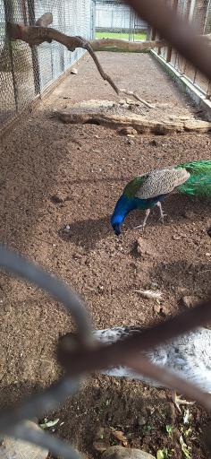 عکس باغ وحش بابلسر