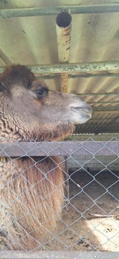 عکس باغ وحش بابلسر