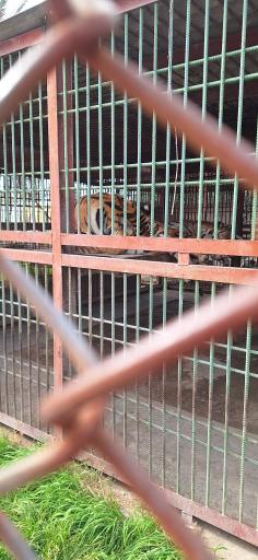 عکس باغ وحش بابلسر