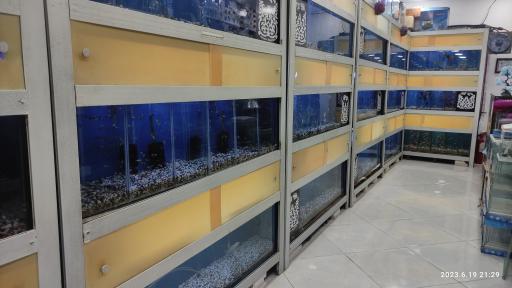 عکس آکواریوم آمازون