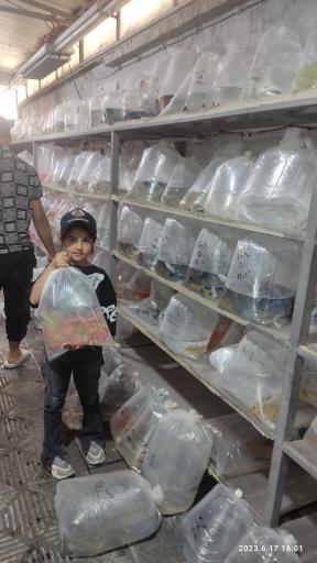 عکس آکواریوم آمازون