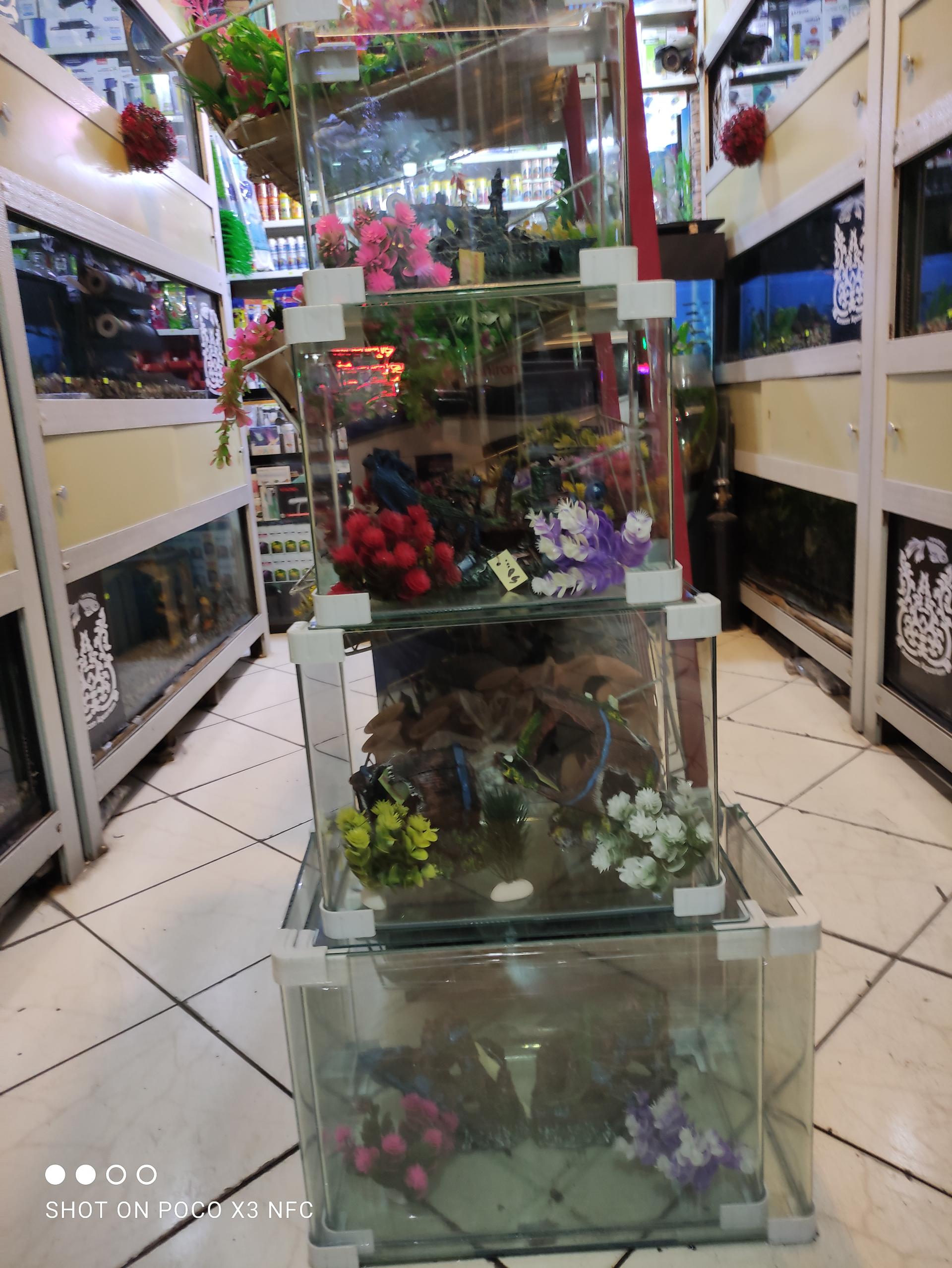 عکس آکواریوم آمازون