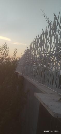 عکس حفاظ شاخ گوزنی نظرآباد