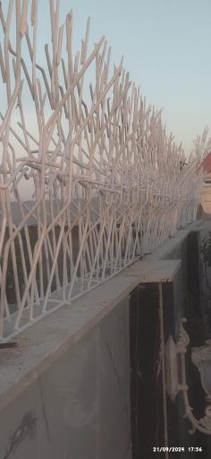 عکس حفاظ شاخ گوزنی نظرآباد