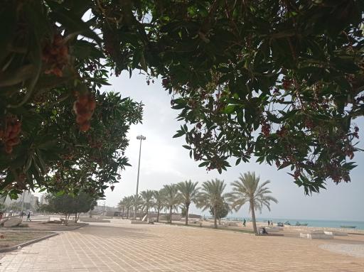 عکس بوستان کیش