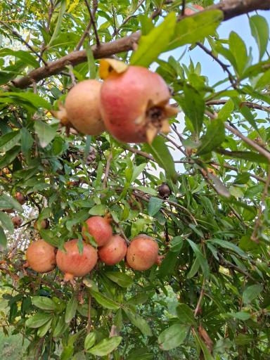 عکس رودخانه پسیخان