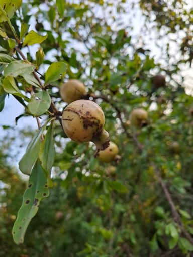 عکس رودخانه پسیخان