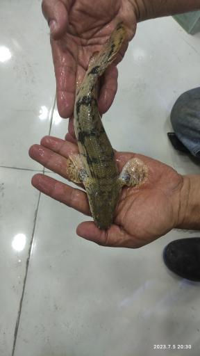 عکس آکواریوم آمازون