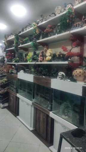 عکس آکواریوم آمازون